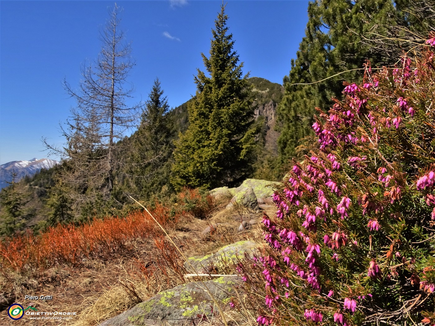 27 Erica in fiore sul Sentiero dei roccoli.JPG
